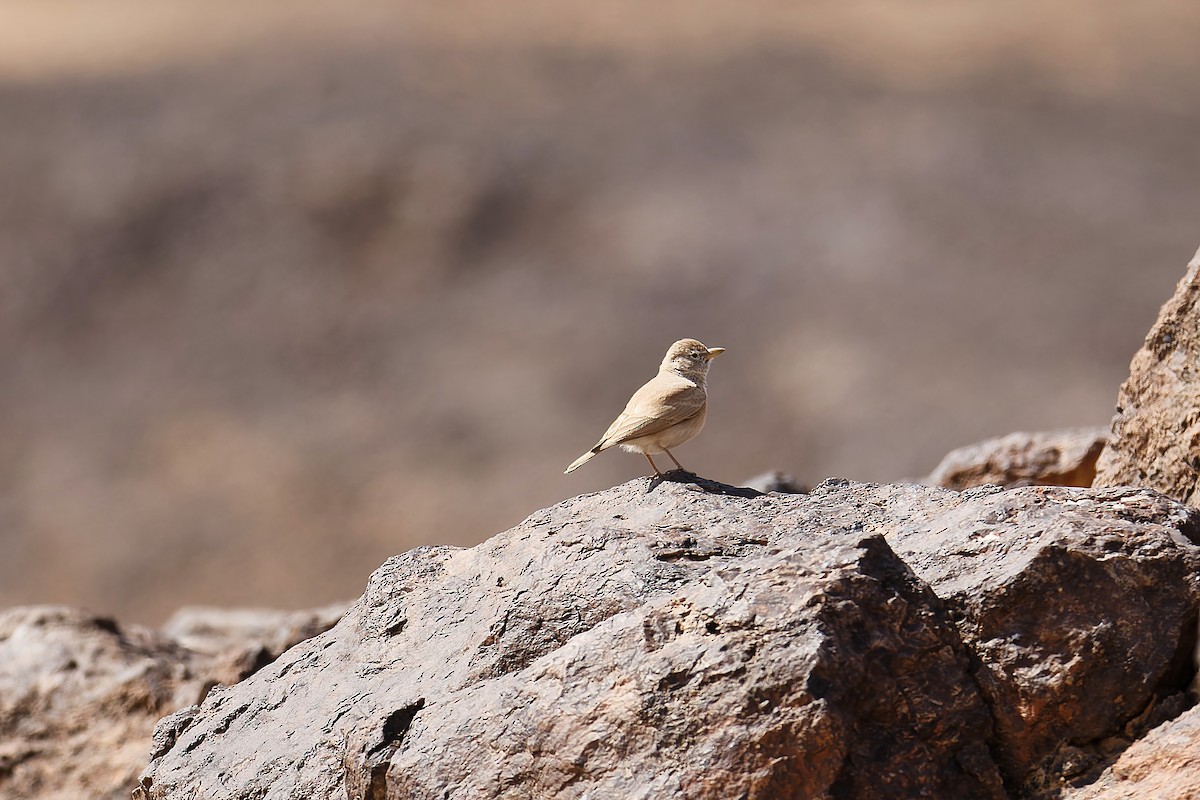 Жайворонок пустельний - ML647171299