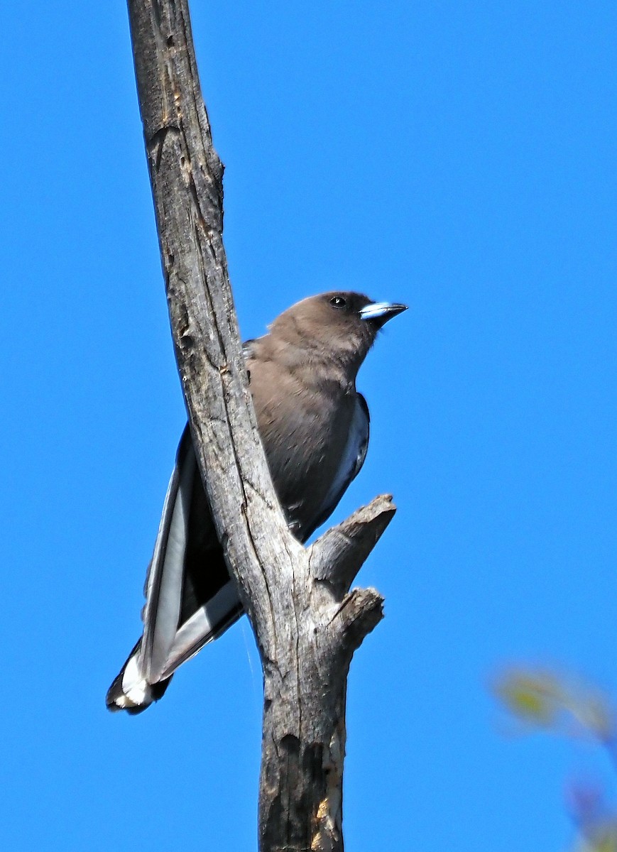 Ланграйн бурий - ML647171301