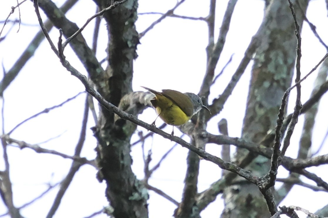 Сіпарая жовточерева - ML647171304