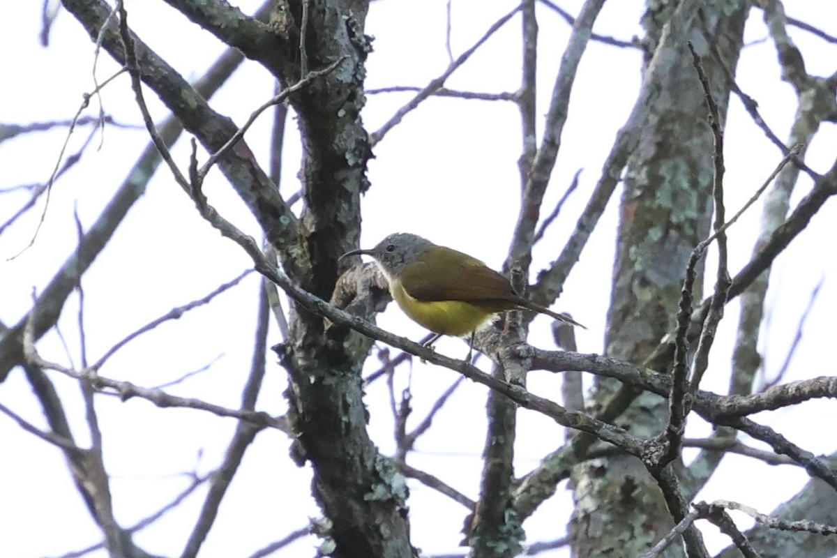 Сіпарая жовточерева - ML647171305