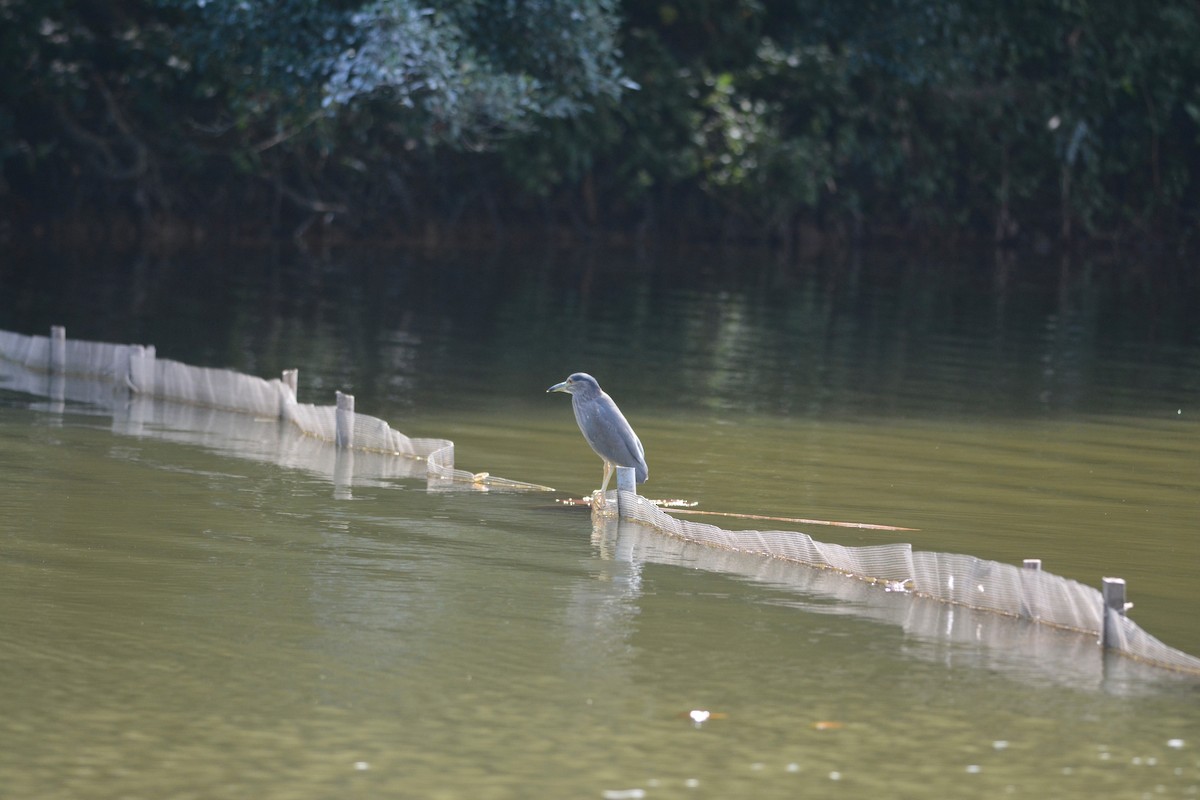 Квак звичайний - ML647171306