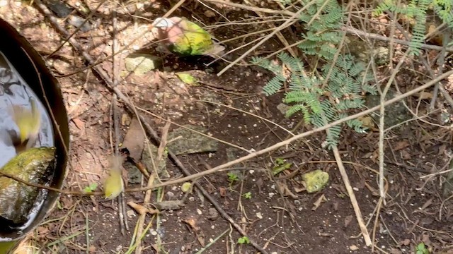 Asian Emerald Dove - ML647171308