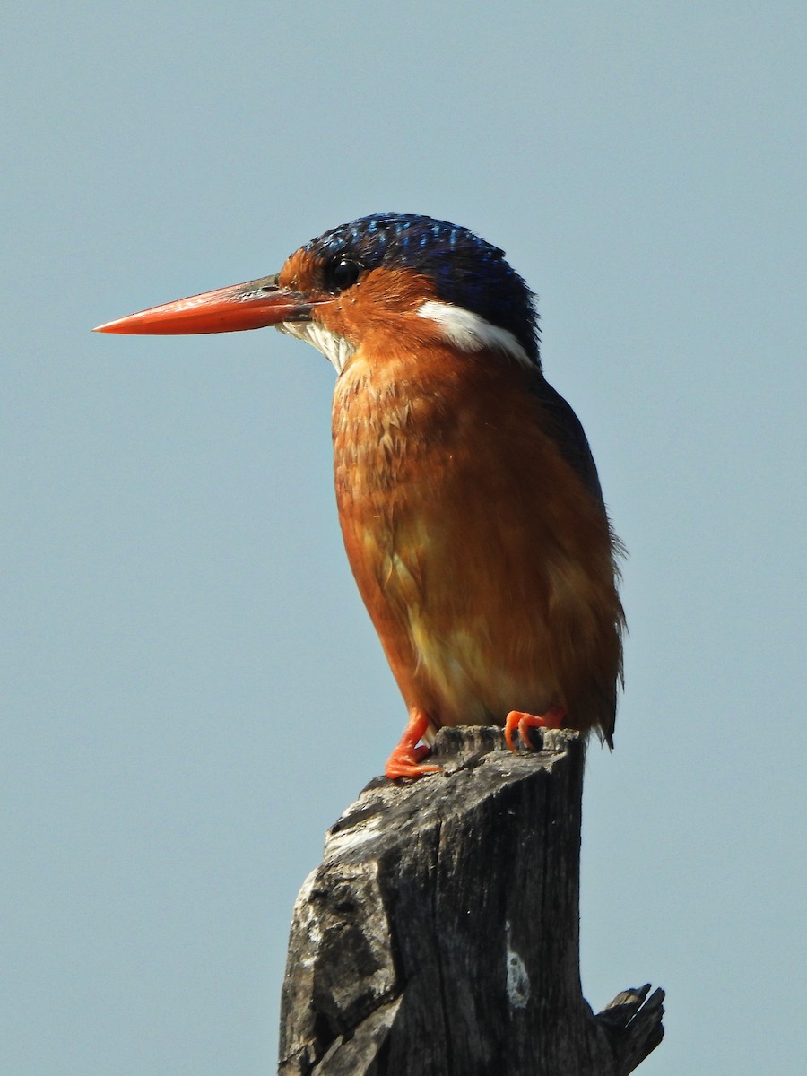 Рибалочка діадемовий - ML647171309