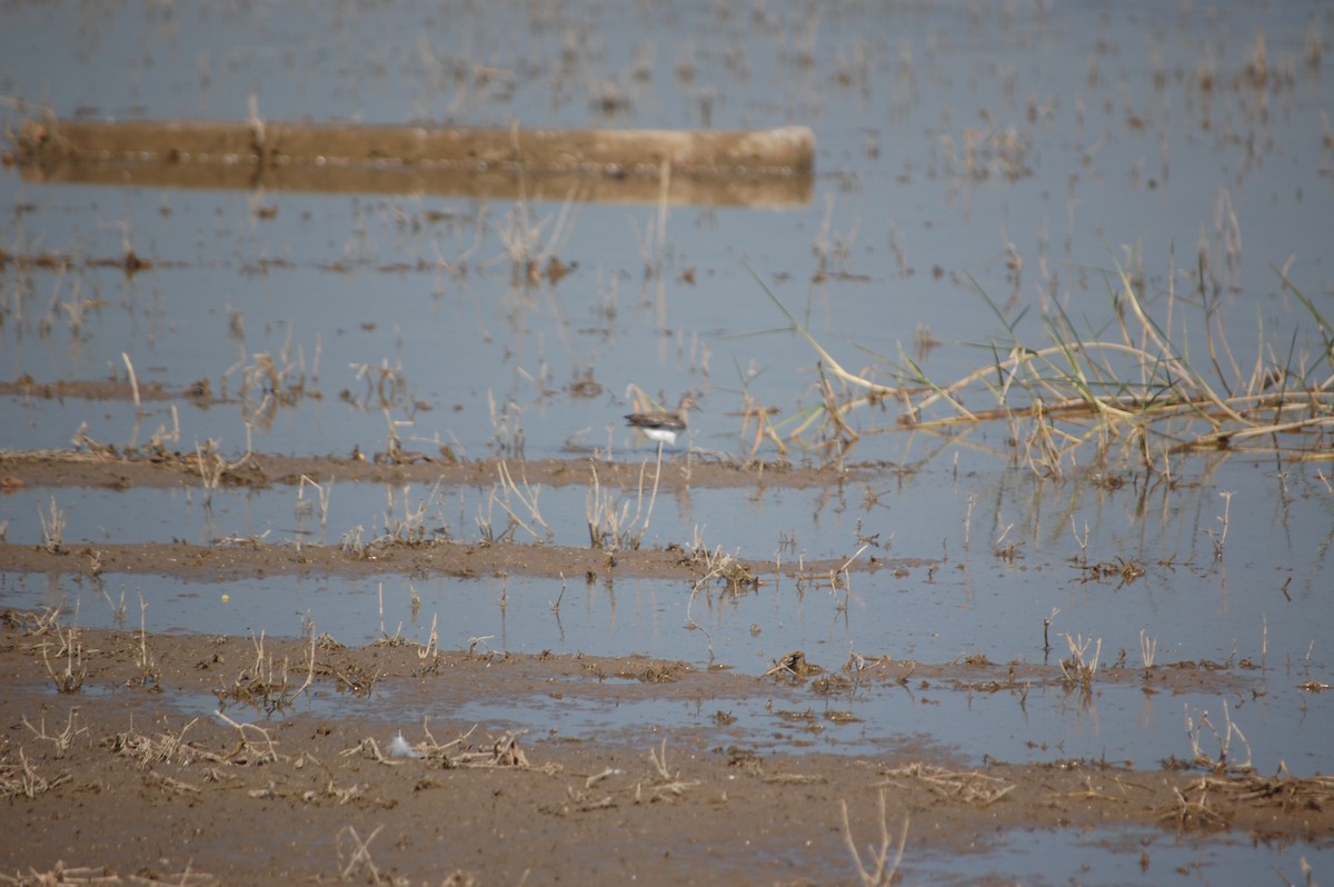 Побережник білохвостий - ML647171310