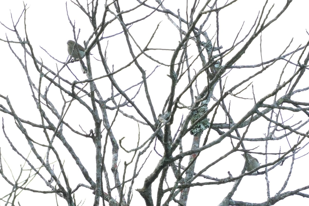 Квіткоїд товстодзьобий - ML647171311