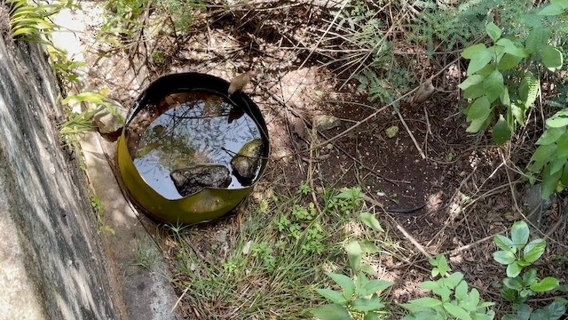 Christmas Island-Thrush - ML647171312