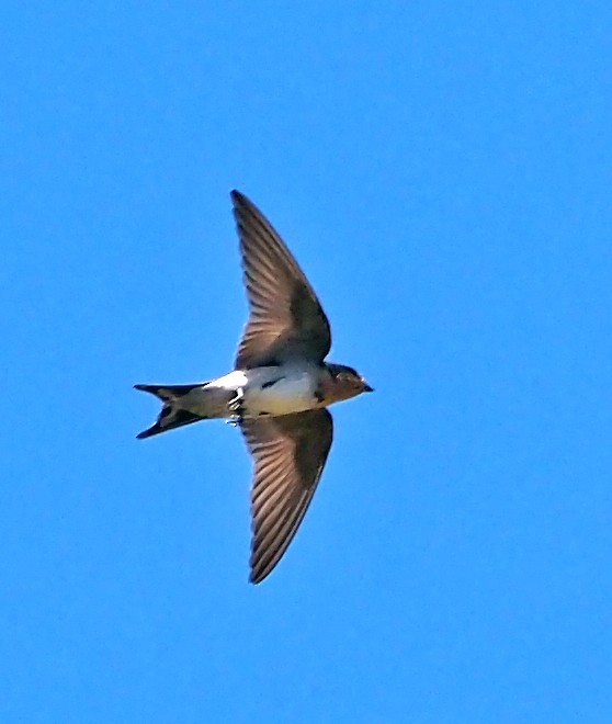 Ластівка австралійська - ML647171313