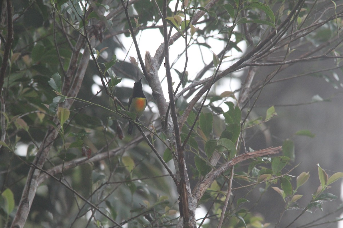 Сіпарая чорновола - ML647171315