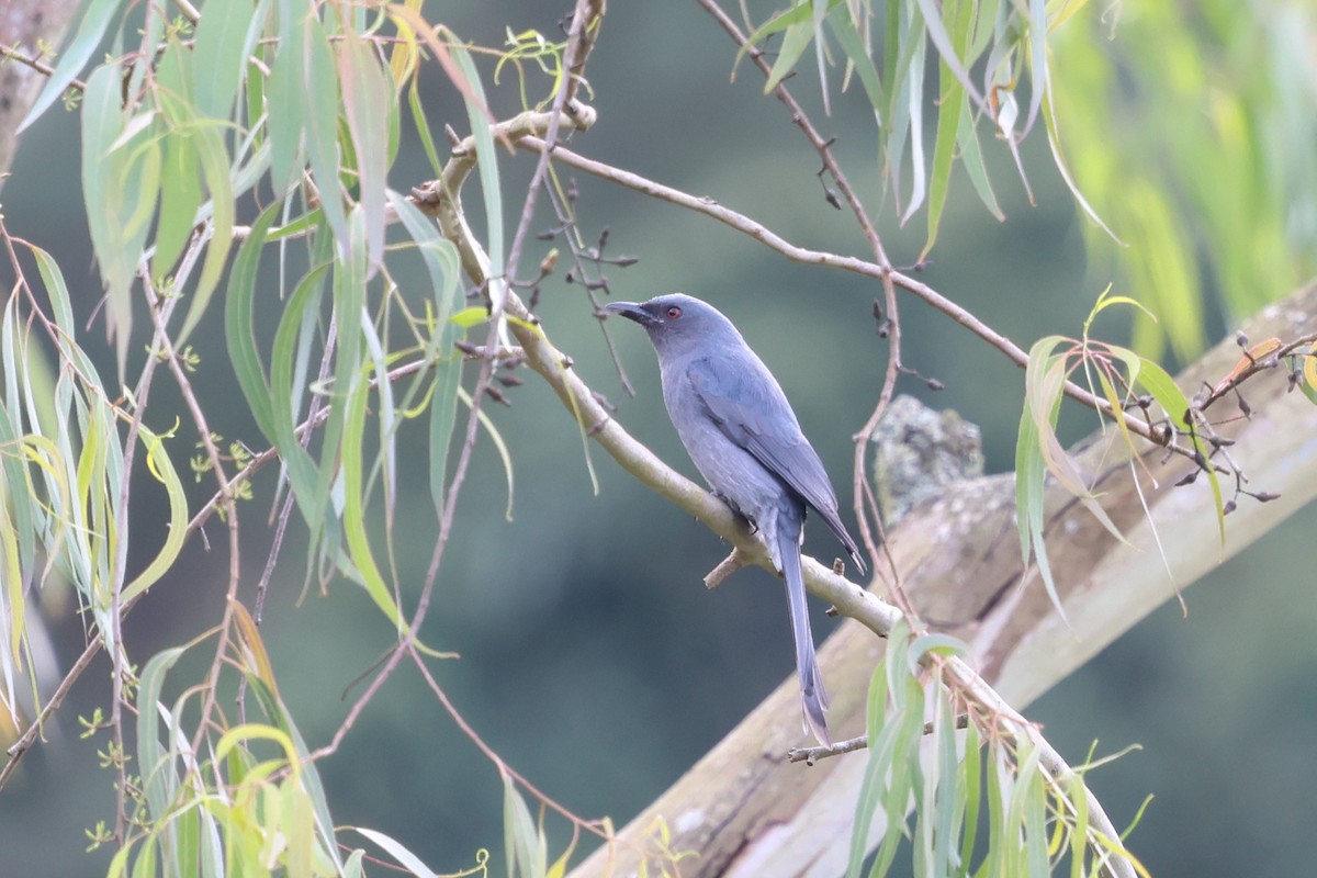Дронго сірий - ML647171317