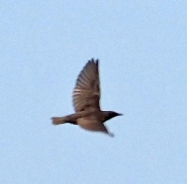 Шпак звичайний - ML647171318