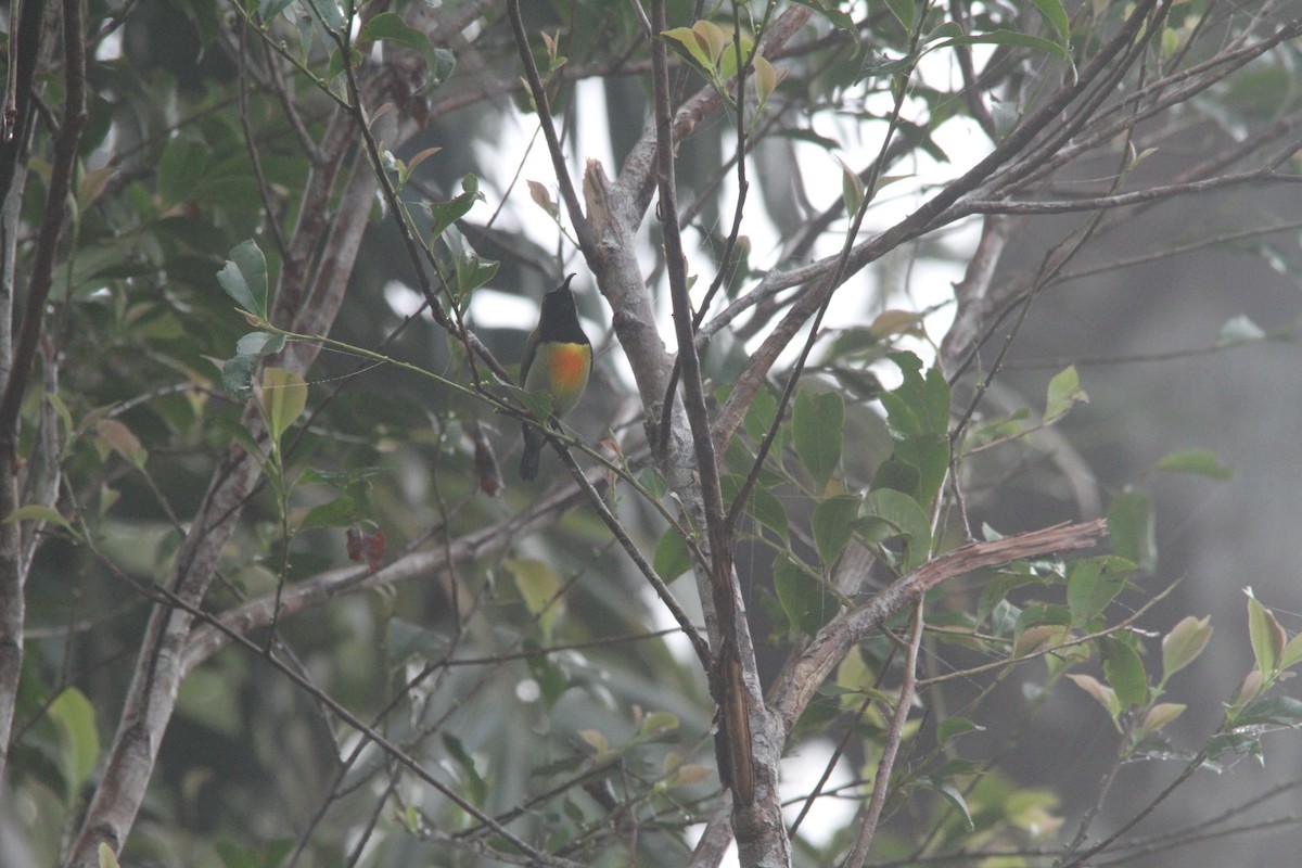 Сіпарая чорновола - ML647171319