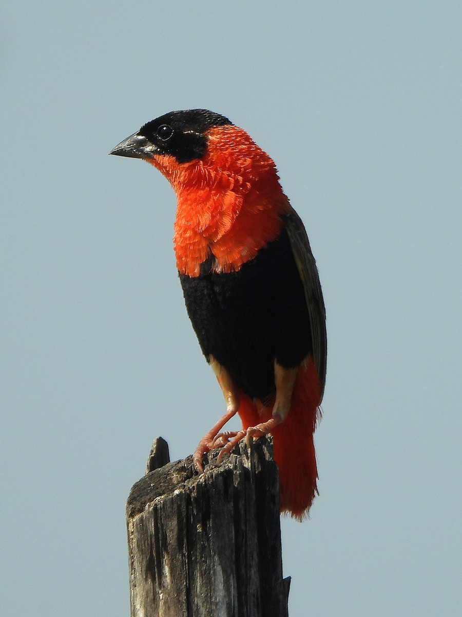 Вайдаг червоний - ML647171320