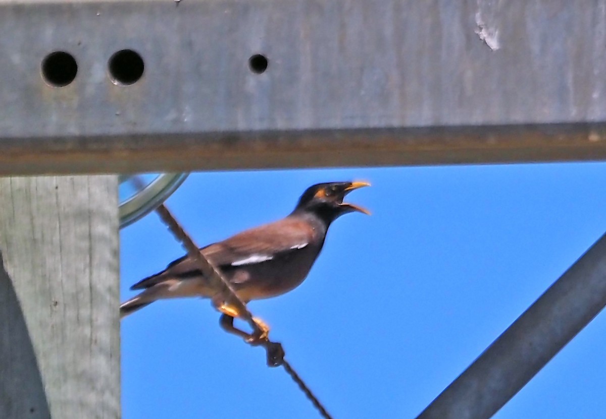 Майна індійська - ML647171322