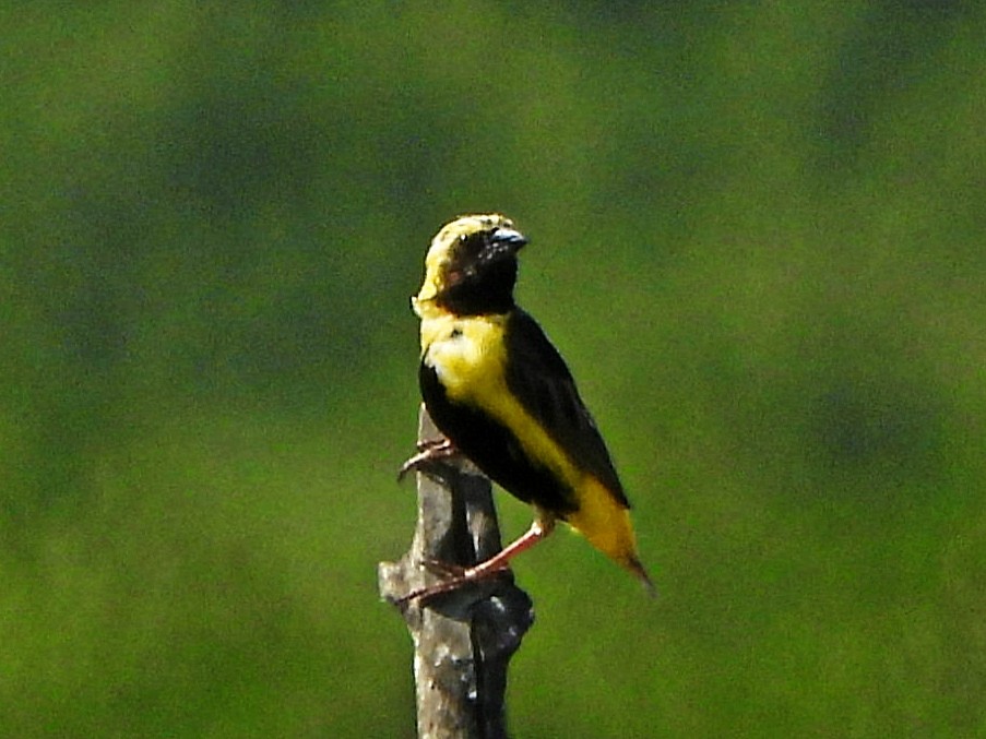 Вайдаг золотистий - ML647171324