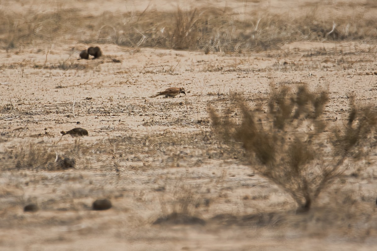 Жайворонок близькосхідний - ML647171325