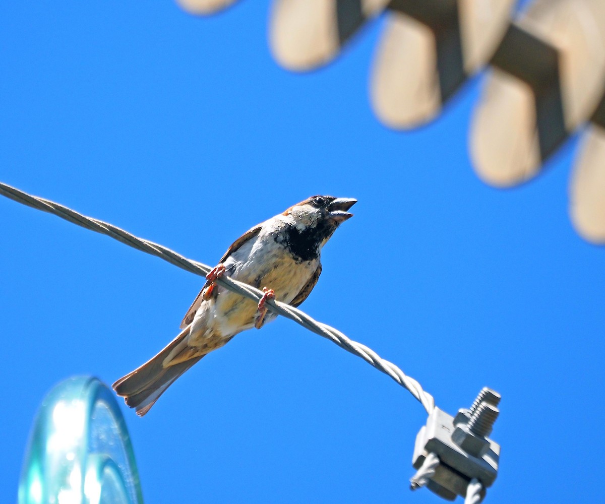 Горобець хатній - ML647171328