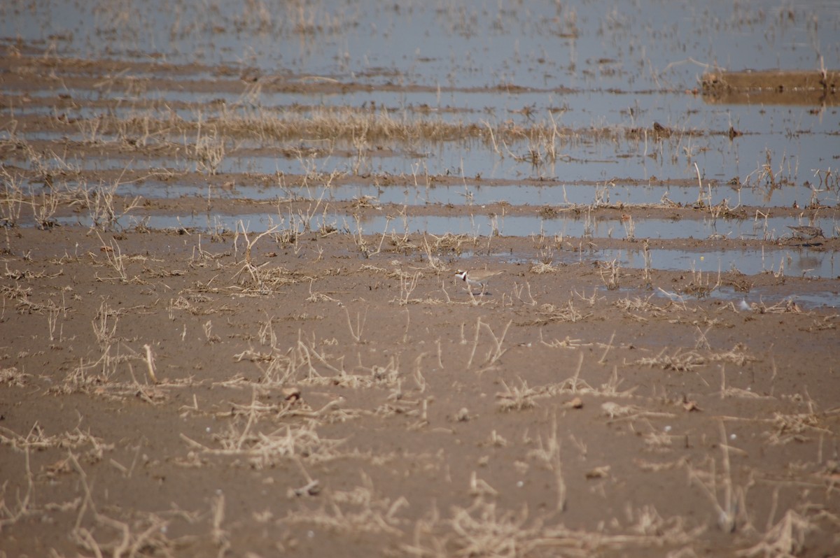 Пісочник малий - ML647171329