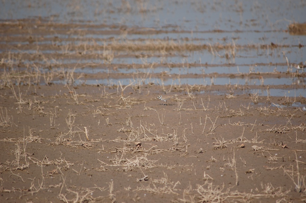 Пісочник малий - ML647171330