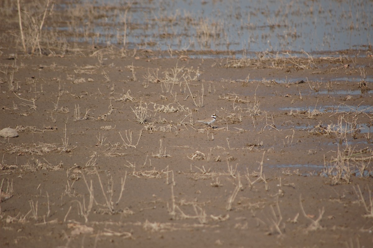 Пісочник малий - ML647171331