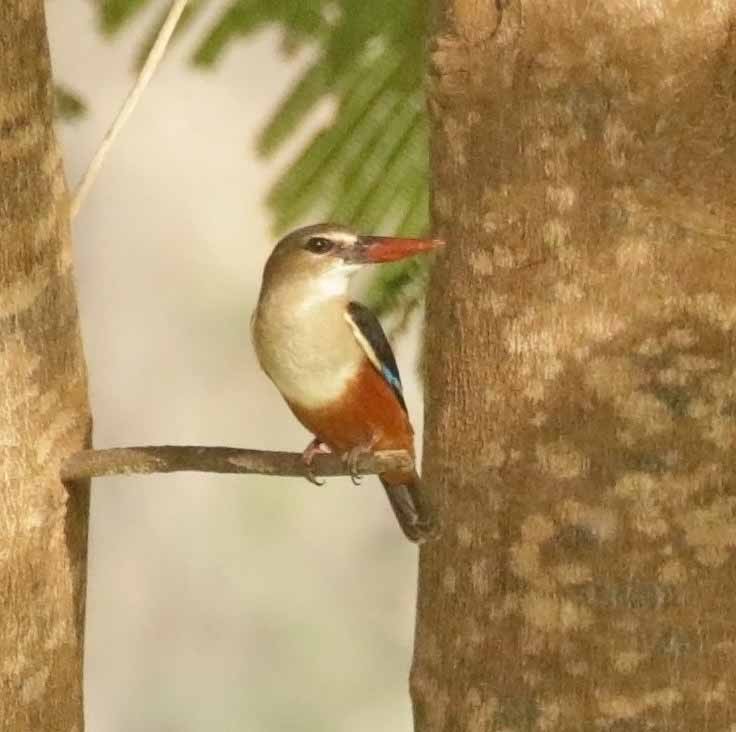 Альціон сіроголовий - ML647171332