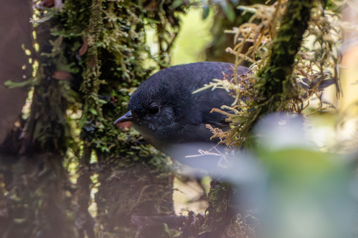 Pale-bellied Tapaculo - ML647171345