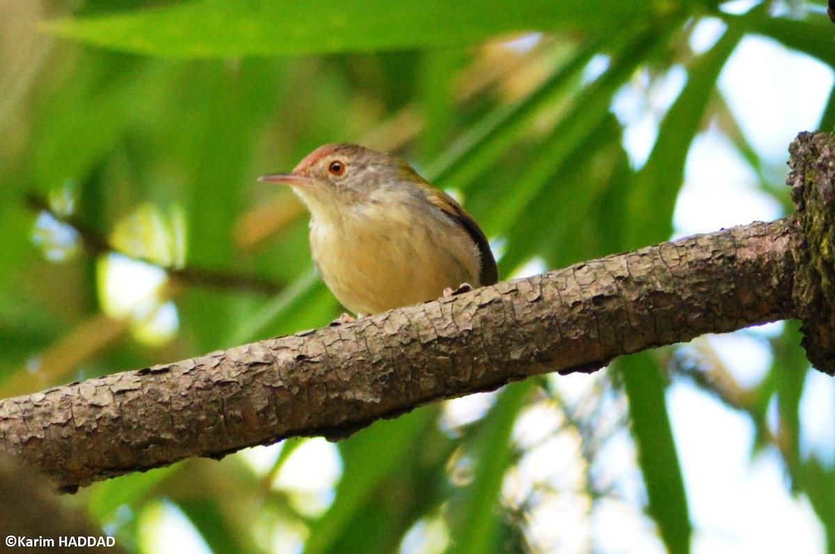 Common Tailorbird - ML647171347