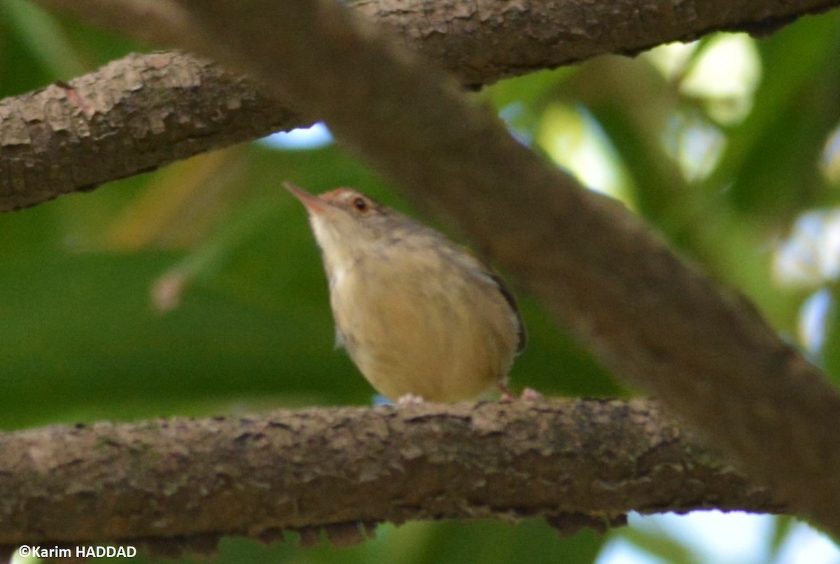 Common Tailorbird - ML647171348
