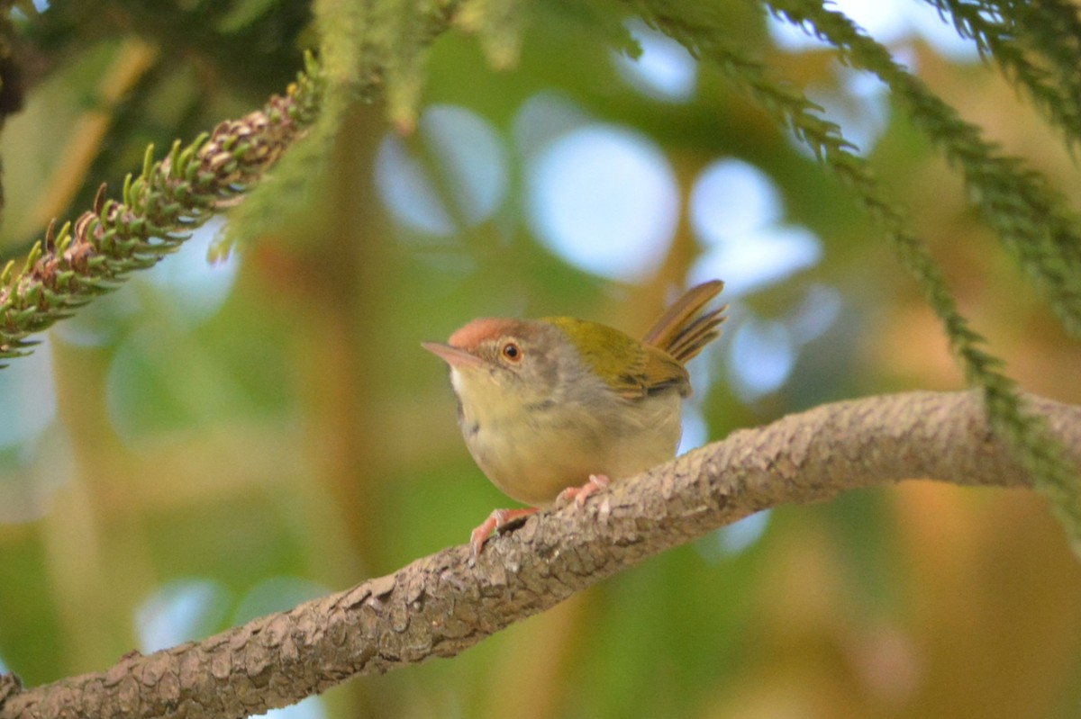 Common Tailorbird - ML647171349