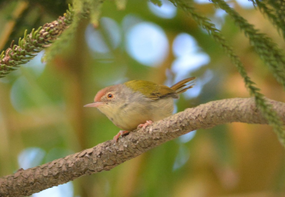 Common Tailorbird - ML647171350