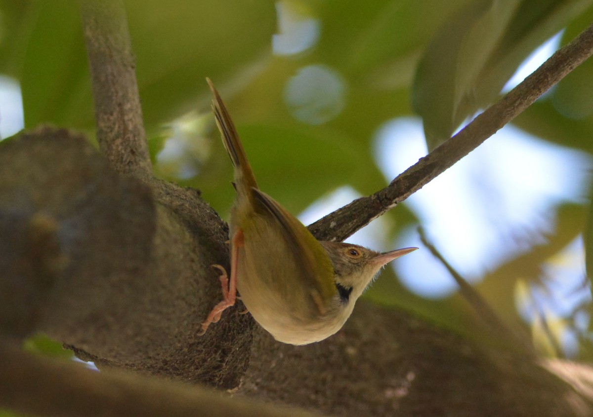 Common Tailorbird - ML647171351