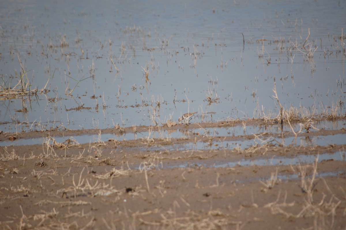 Flussuferläufer - ML647171354