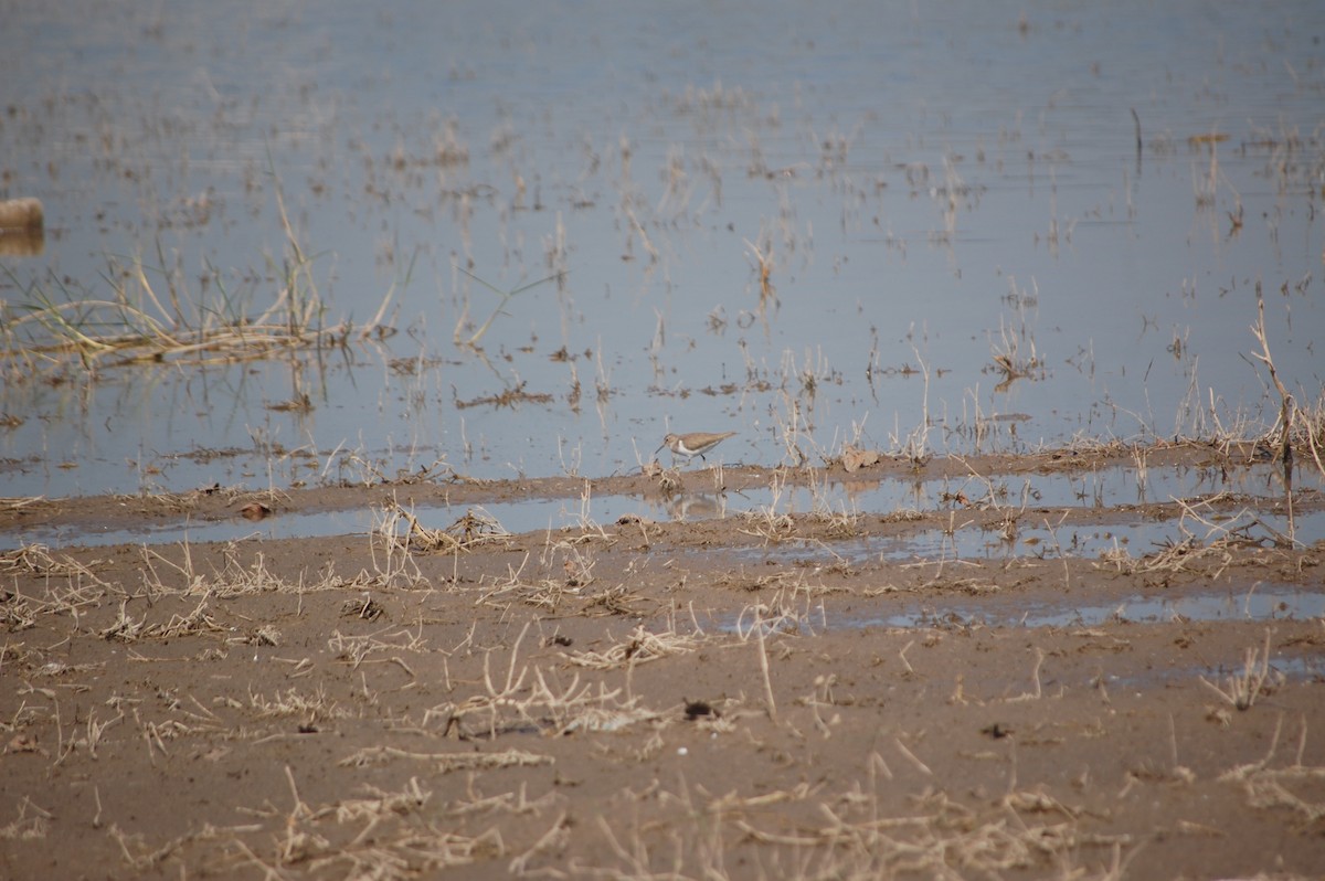 Flussuferläufer - ML647171355