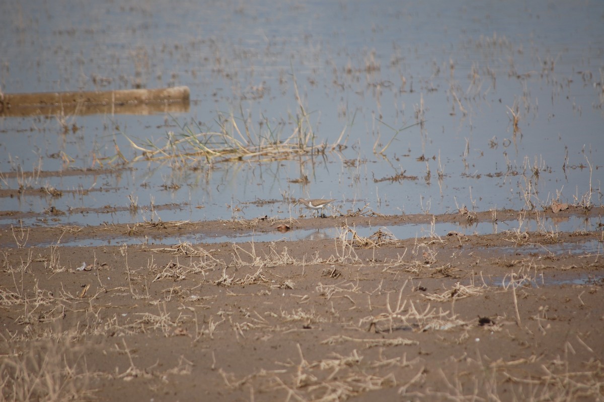 Flussuferläufer - ML647171356