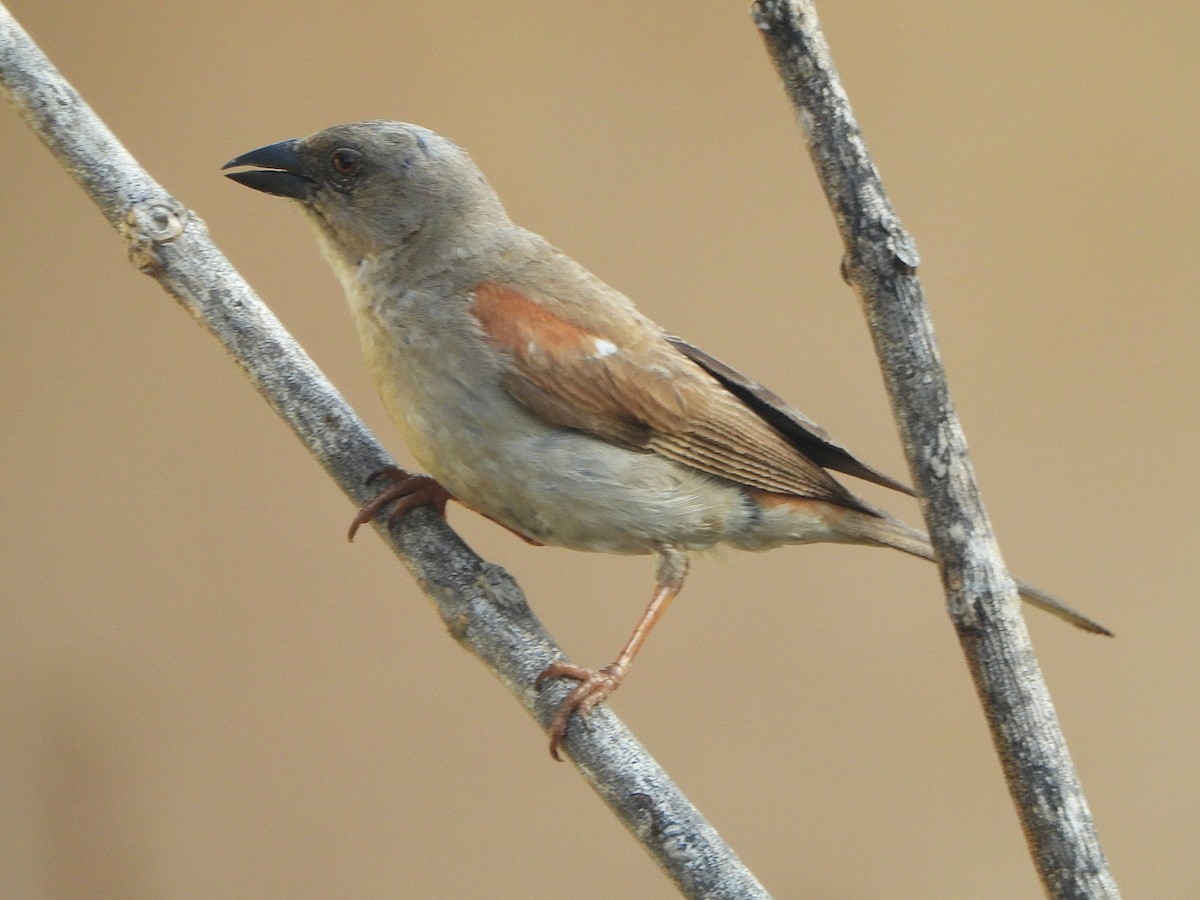 Northern Gray-headed Sparrow - ML647171357
