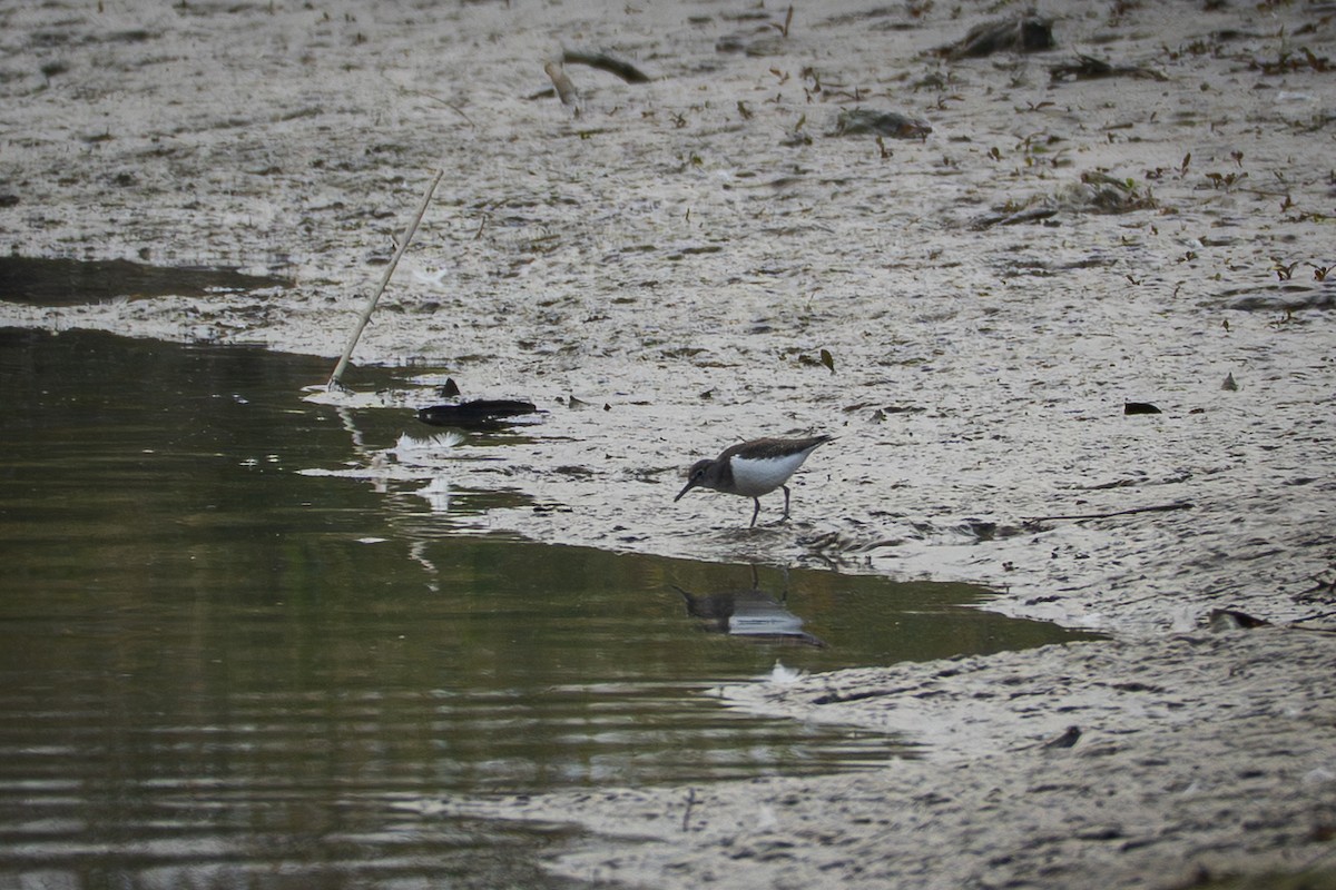 Flussuferläufer - ML647171367