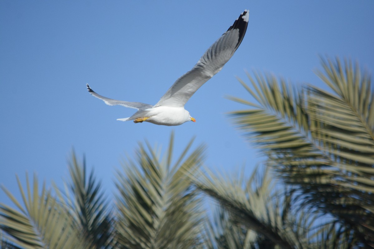 Gümüş Martı - ML647171369