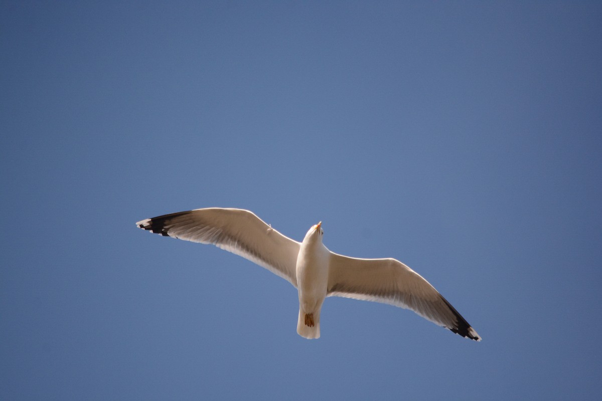 Gümüş Martı - ML647171376