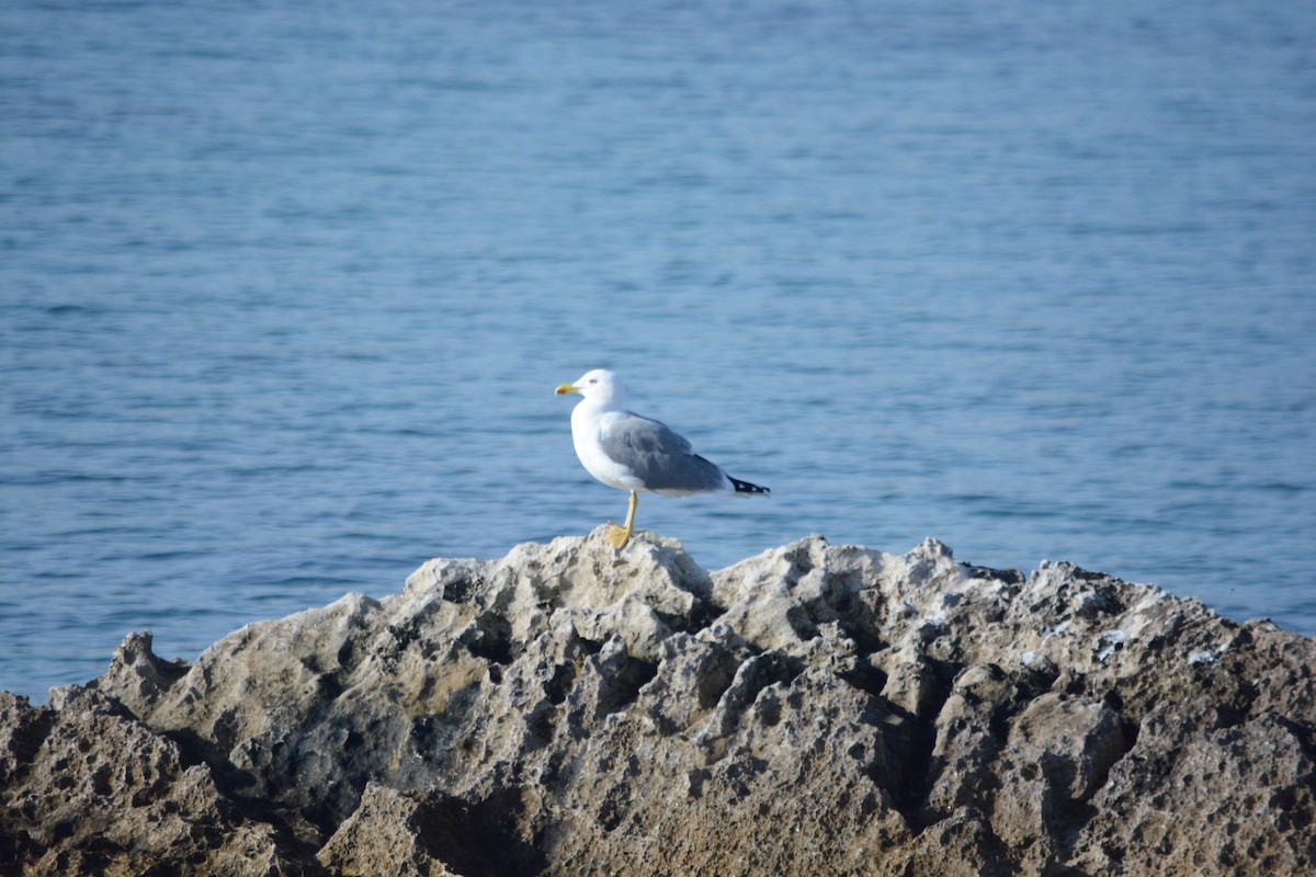 Gümüş Martı - ML647171377