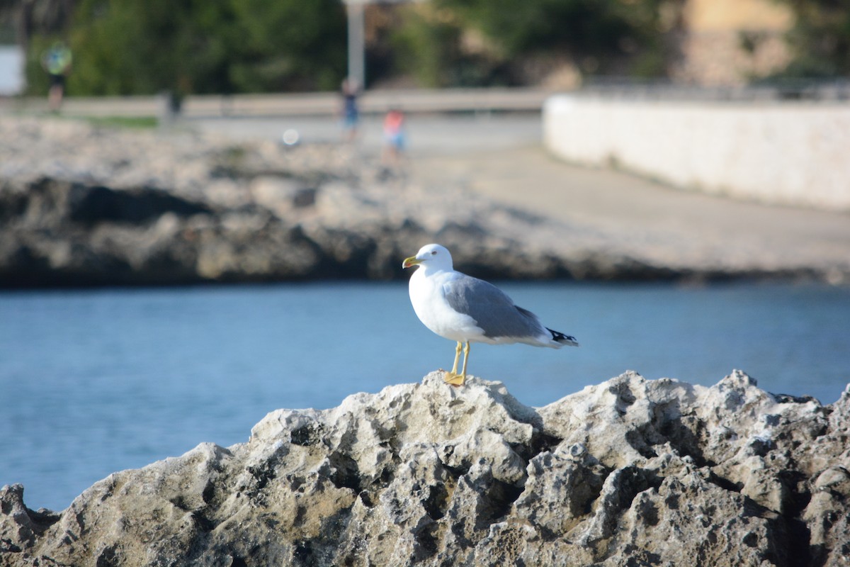 Gümüş Martı - ML647171382