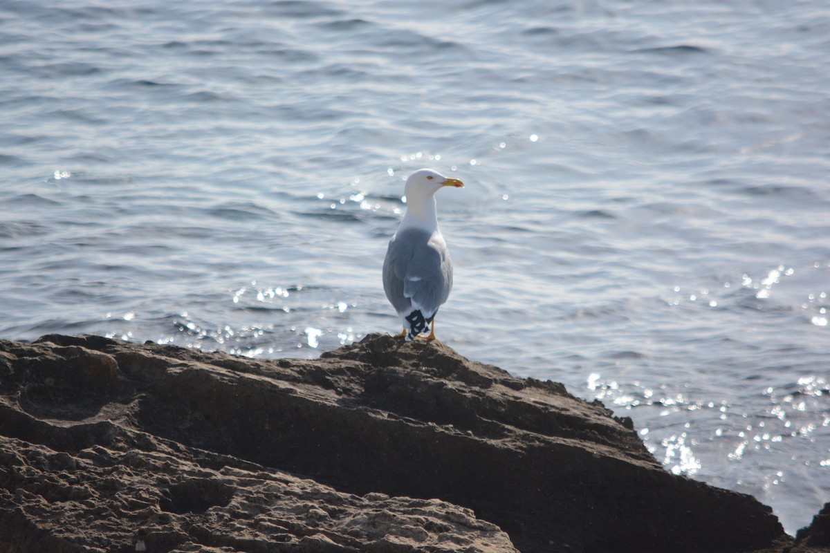 Gümüş Martı - ML647171386