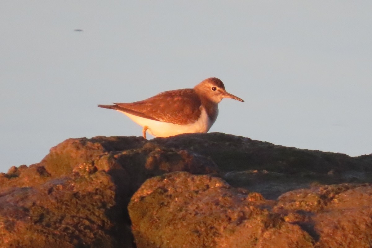 Flussuferläufer - ML647171389