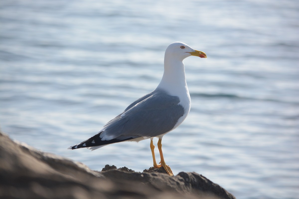 Gümüş Martı - ML647171391