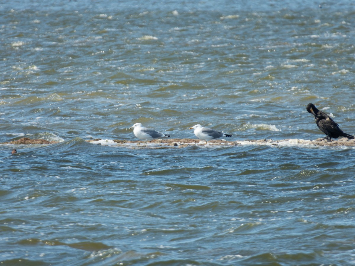 Mongolian Gull - ML647171395