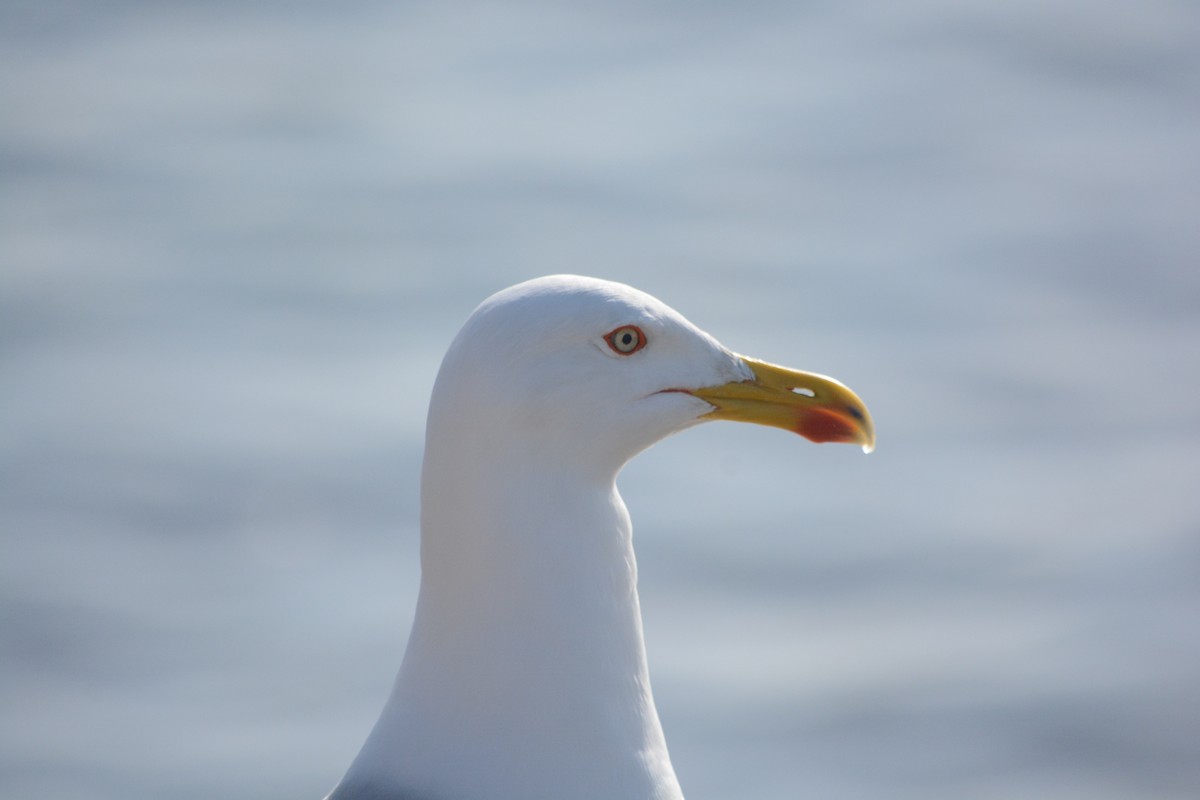 Gümüş Martı - ML647171396