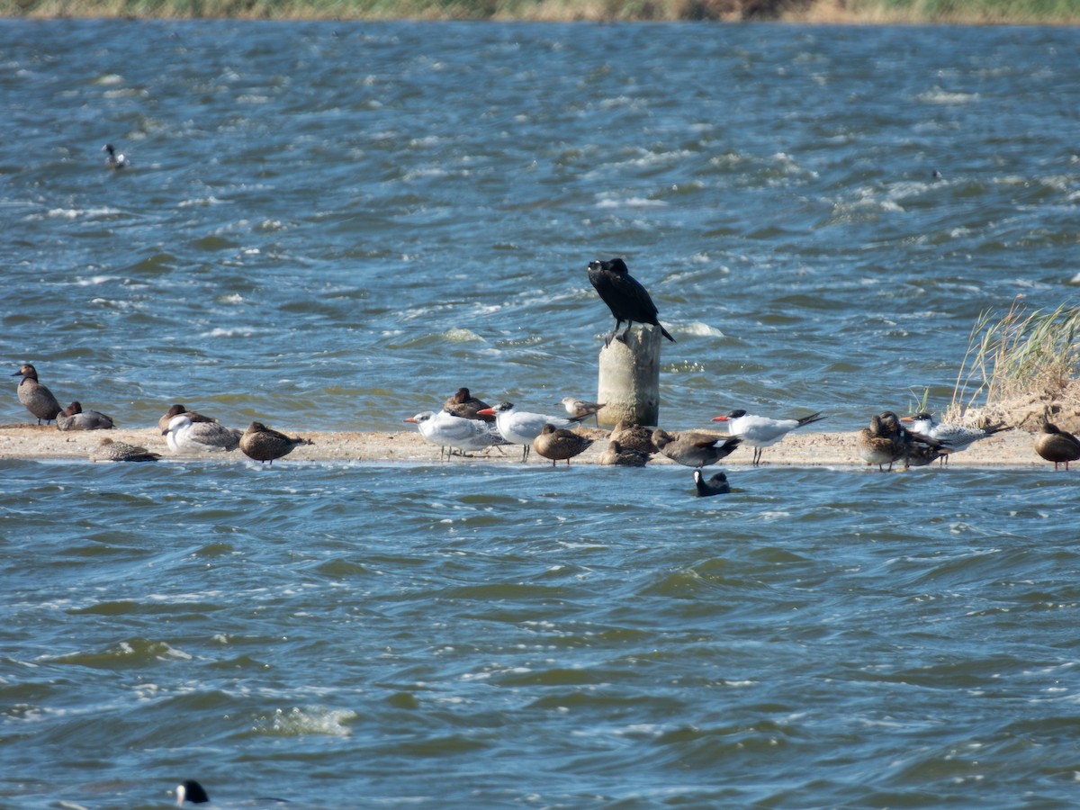 Caspian Tern - ML647171399