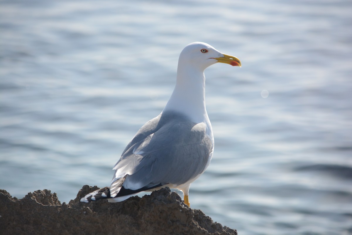 Gümüş Martı - ML647171401