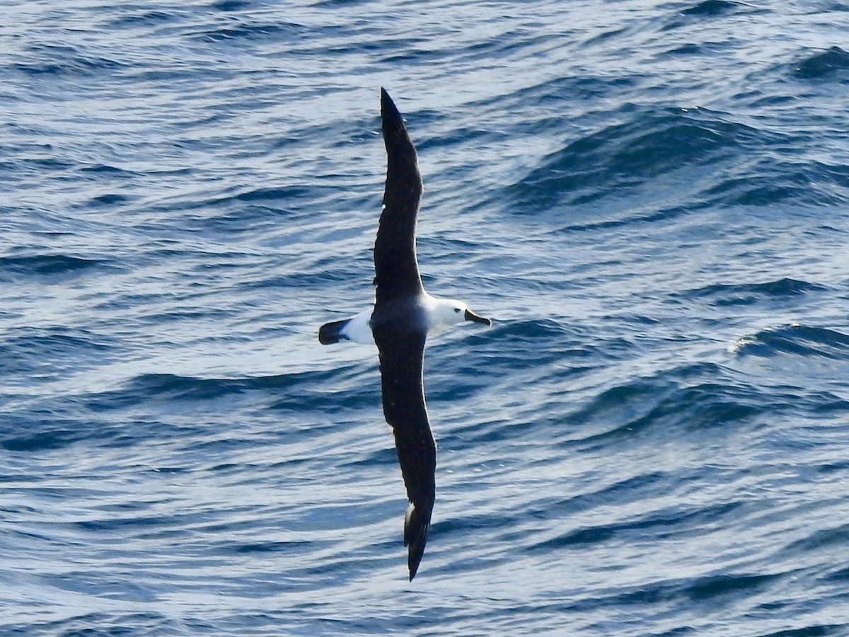 אלבטרוס צהוב-מקור - ML647171411