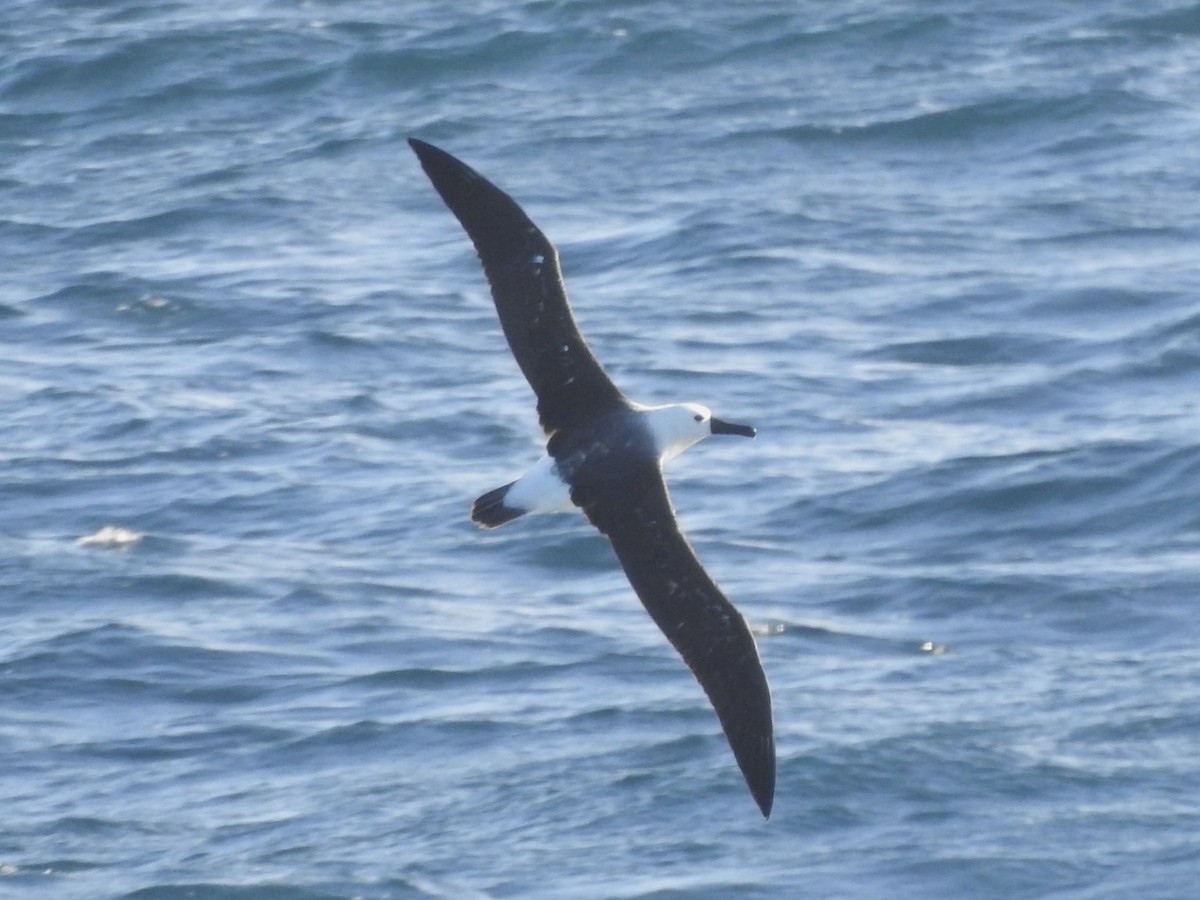 אלבטרוס צהוב-מקור - ML647171412