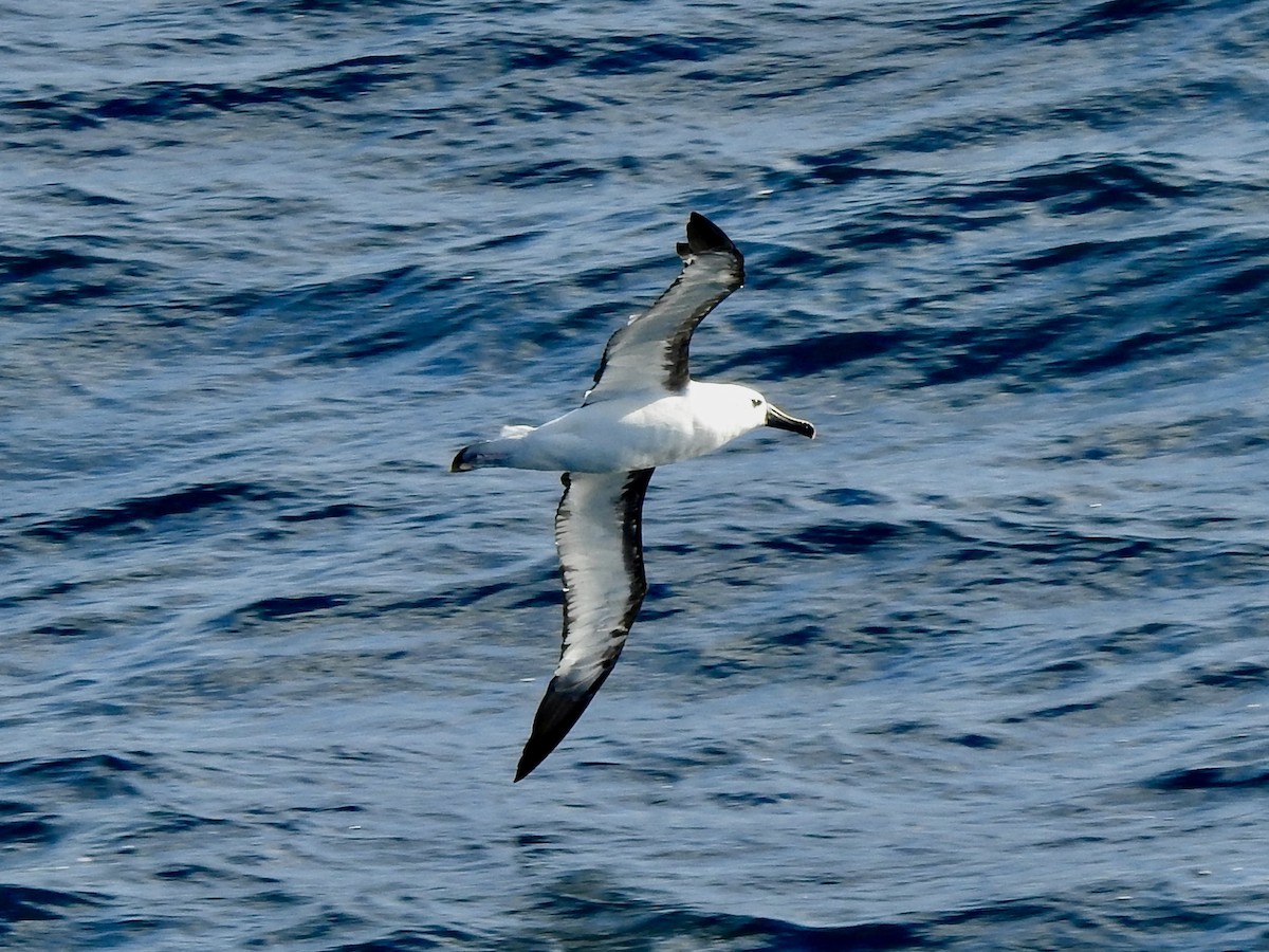 אלבטרוס צהוב-מקור - ML647171413