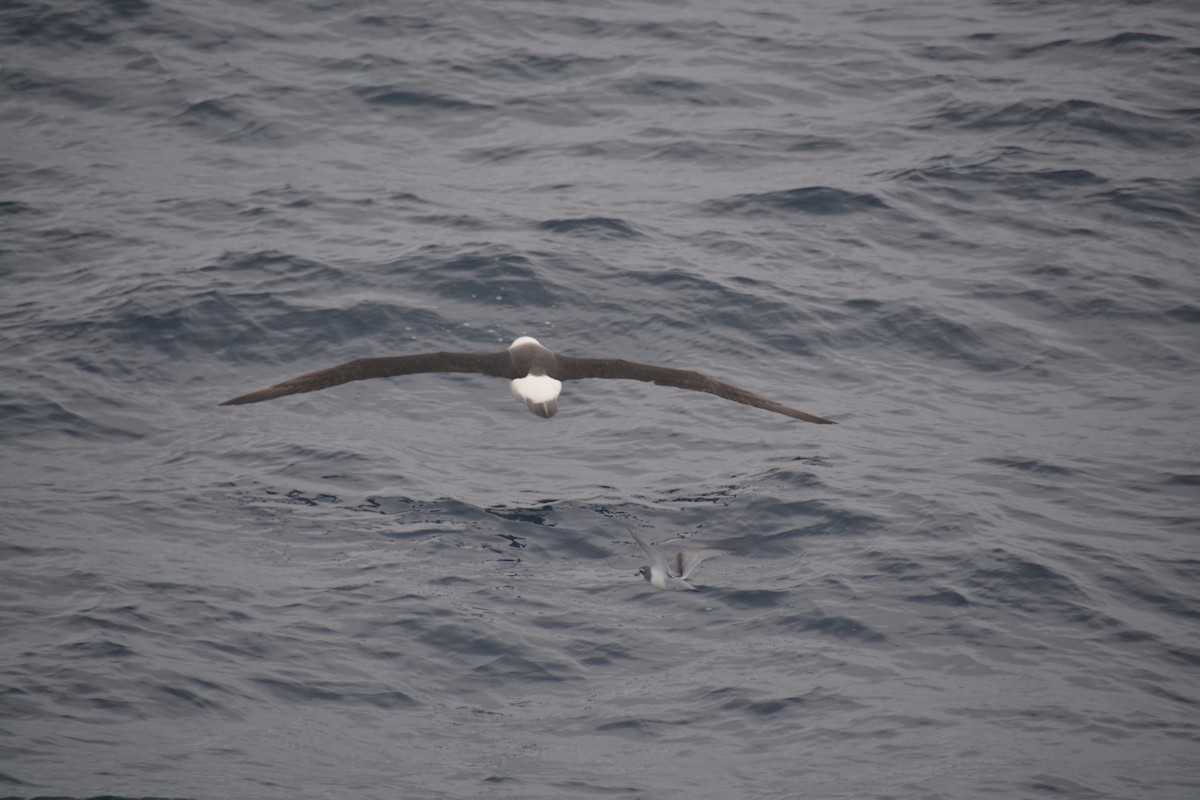 Black-browed Albatross - ML647171416